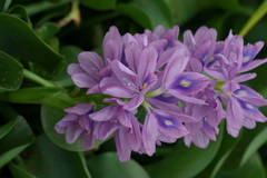 Eichhornia crassipes